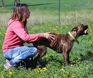 education canine à gap